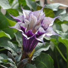Datura metel belladonna purple 6 Plug Plants