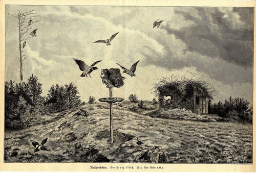 Franz Ulrich ( Krähenhütte ) Holzstich Jagdliche Graphik von 1897 - 第 1/1 張圖片