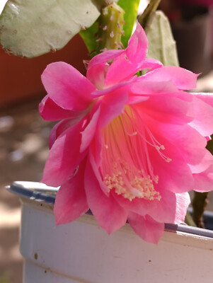 POWERS TO FLOWERS Epiphyllum Lingua Di Suocera XXL | Pianta Vera Con Fiore Gigante Rosso | Basket Grande Con Omaggio Segreto