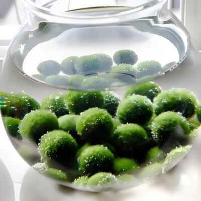 Large 1.5cm-2cm Exploding Marimo Moss Ball in Exploding Period