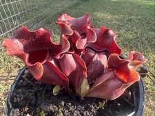 SARRACENIA PURPUREA “INTERIOR HORRY CO, SC” LARGE SIZE. RARE