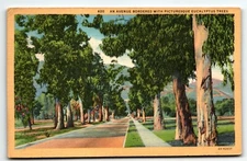 Postcard Linen Avenue Bordered with Eucalyptus Trees California CA PM 1940