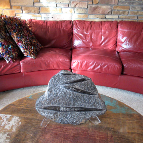 Large Orthoceras Squid Fossil Stone Slab 13"x9" Almost 8 lbs
