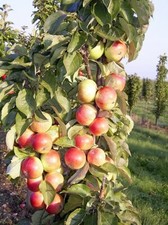Säulenapfel Mango, Säulen Apfelbaum, Яблоня колоновидная Манго