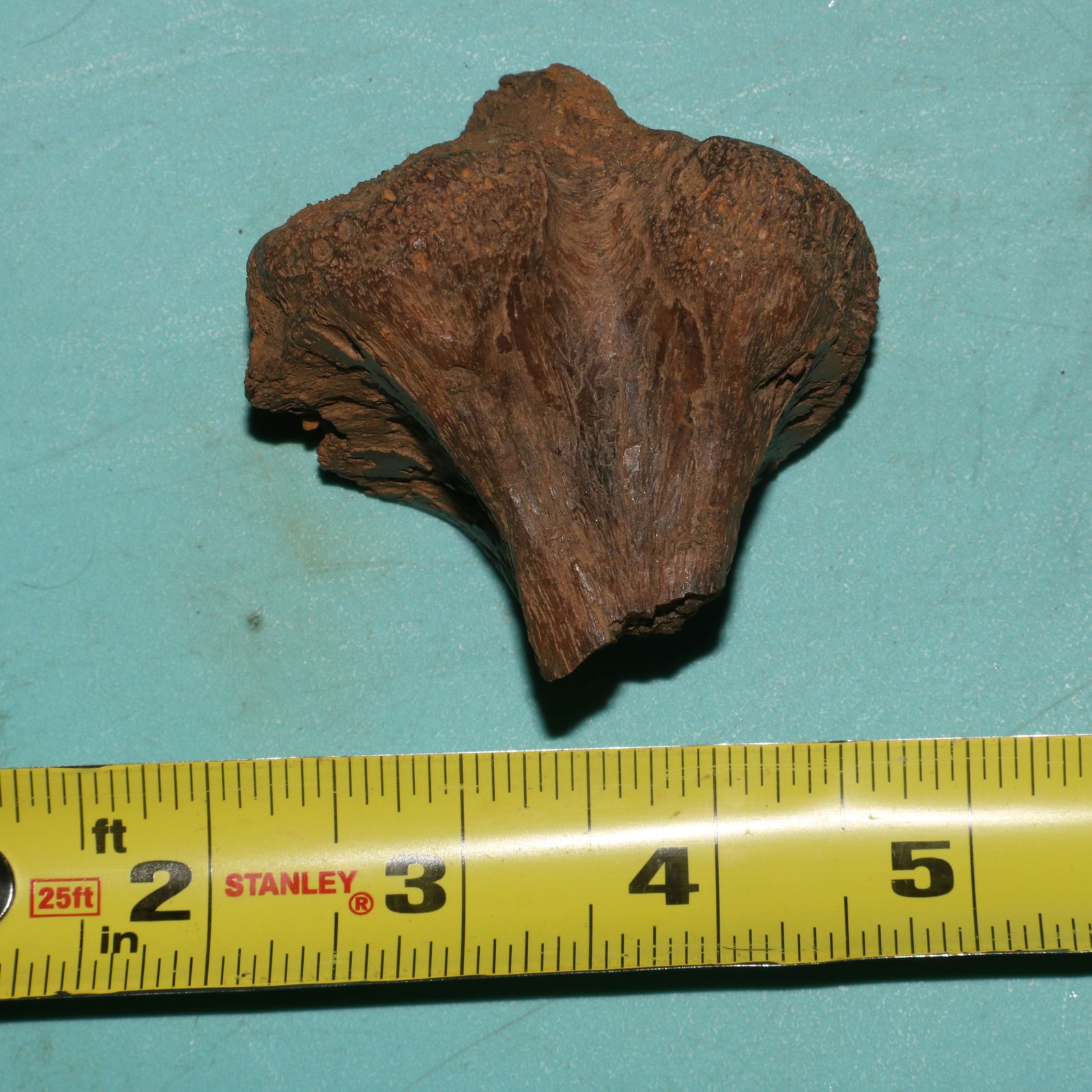 Edmontosaurus Duck Bill Vertebra Process Dinosaur Fossil Hell Creek Cretaceous