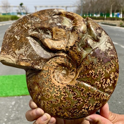 3.74LB Rare! Natural Tentacle Ammonite FossilSpecimen Shell Healing Madagascar - Picture 18 of 24