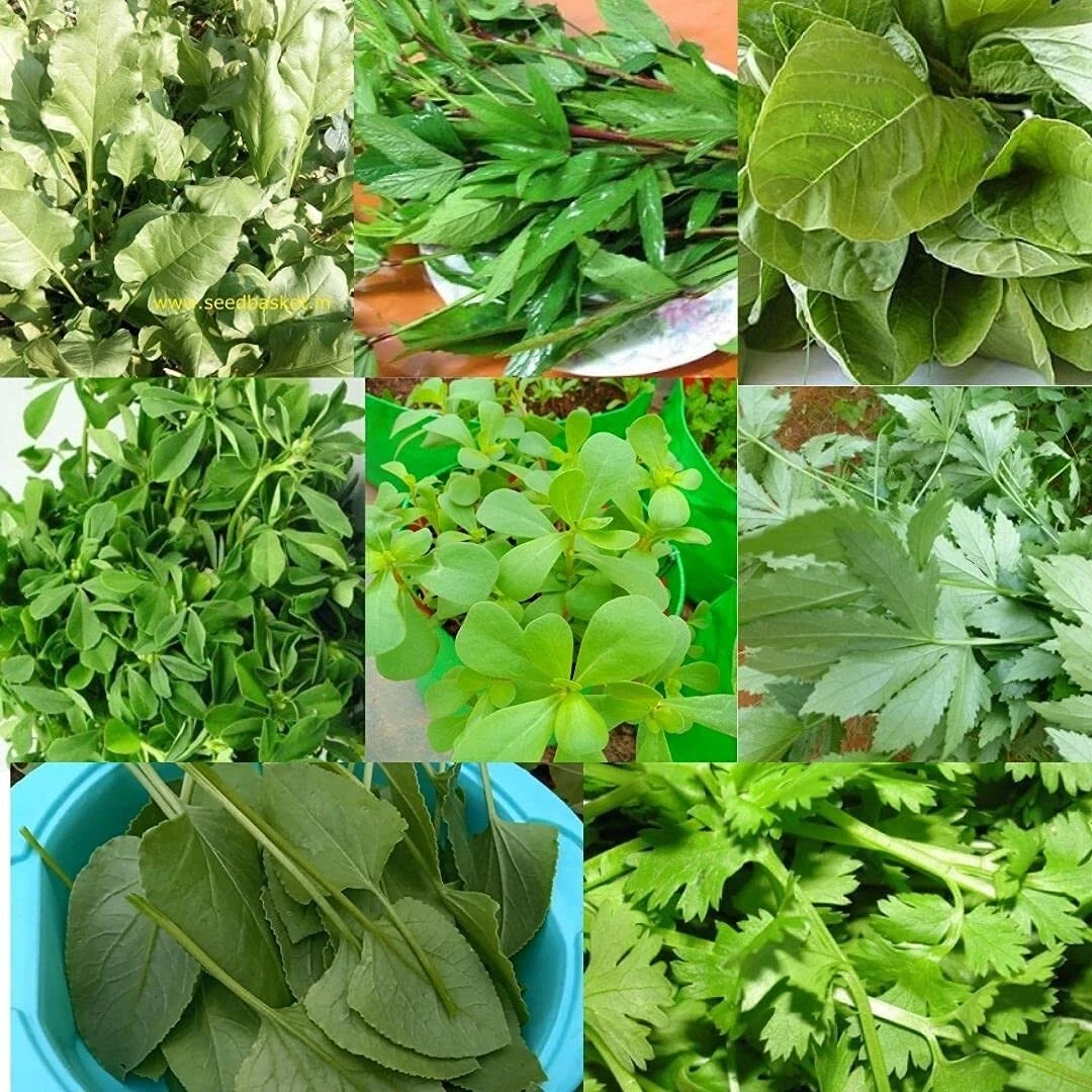 Indian Green Leafy Vegetables