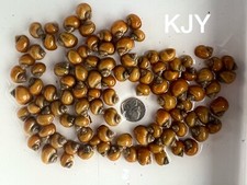 Gold Mystery Snails 100 1 pea size 