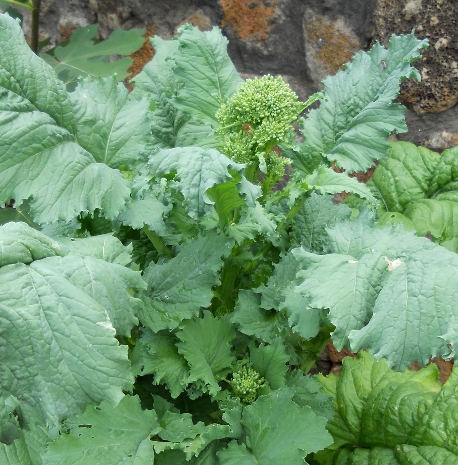 HORTUS 1000 LECCESE TURNIP TOP SEEDS -OR SLENTO RAPACALUA-BROCCOLI