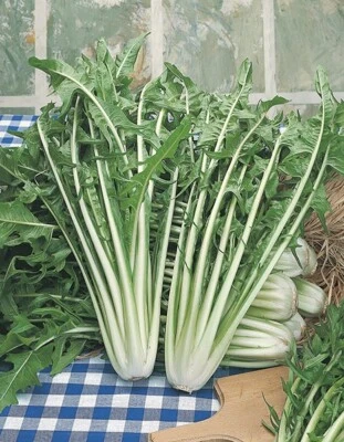 HORTUS 1000 CATALONIA CHICORY SEEDS JAGGED LEAVES-ASPARAGUS CHICORY-POINTS