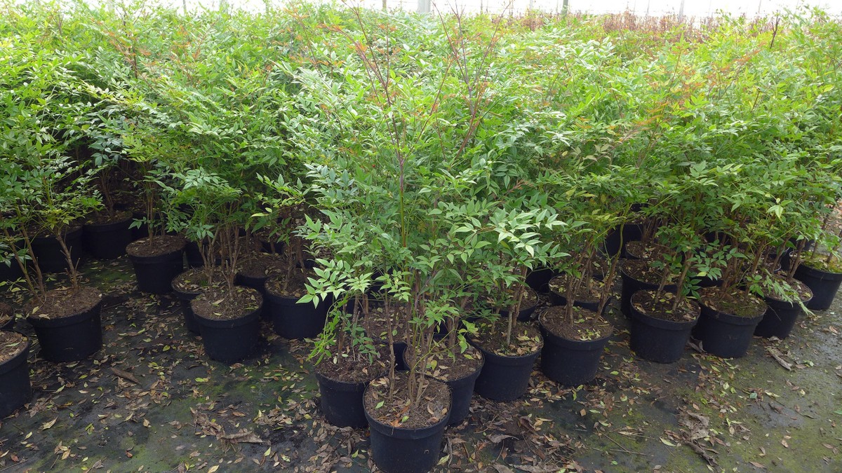 Himmelsbambus "Heiliger Bambus" Nandina domestica ca60-.80 cm winterhart |  eBay.de