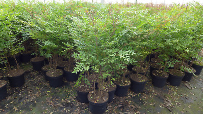 Himmelsbambus "Heiliger Bambus" Nandina domestica ca60-.80 cm winterhart |  eBay.de