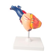 Human Heart Model Heart Anatomical Model Cardiac Anatomical Model
