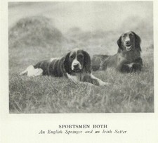 English Springer Spaniel / Irish Setter "P" - MATTED - 1931 Vintage Dog Print