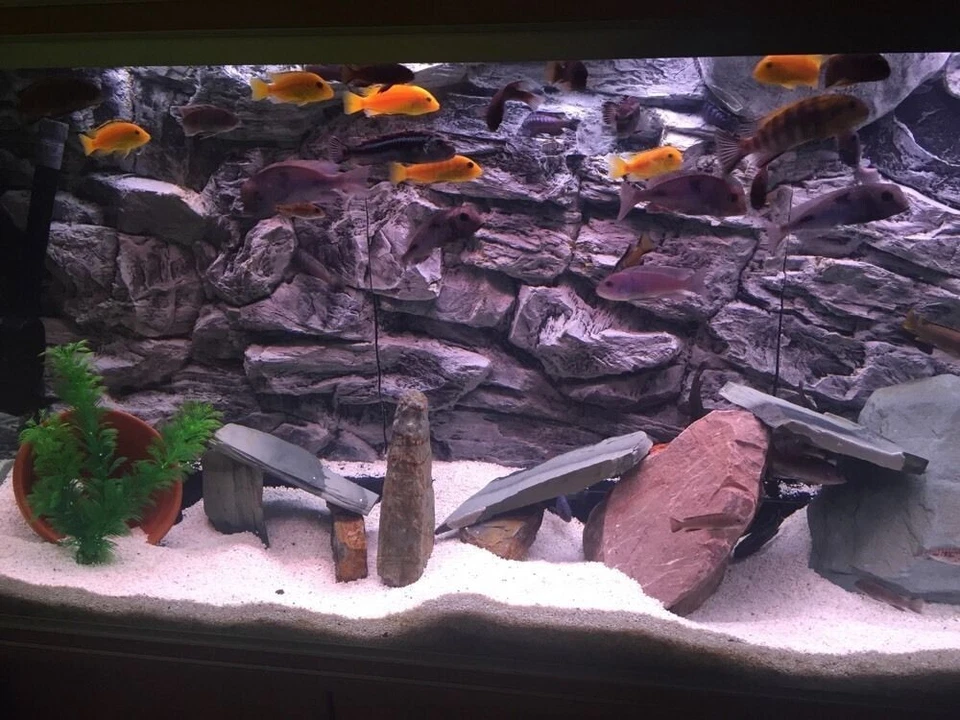 SFONDO ACQUARIO 3D PER GIOIELLO RIO 180 DECORAZIONE ACQUARIO ROCCIA 98x40cm 2 sec - Immagine 2 di 4