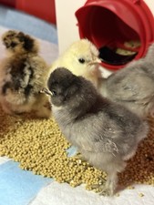 10 2 SILKIE chicken eggs for hatching Incubation Mixed Silkies Chance Of Frizzle