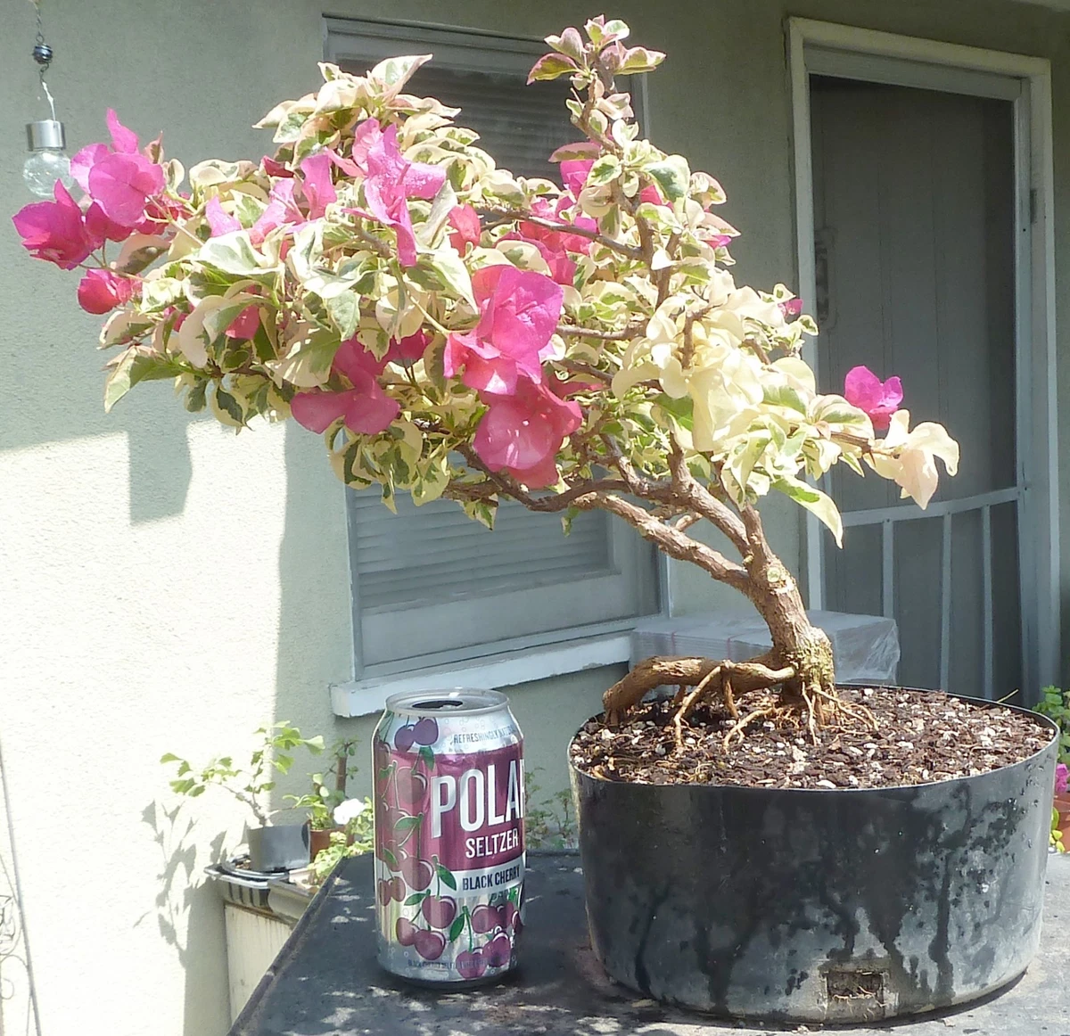 Pre-Bonsai Trees for sale - eBay