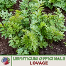 175 Lovage Seeds, Heirloom, Culinary & Medicinal Herb, Genuine USA