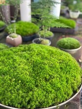 Live Moss 6.5x5 bag Assortment for Terrarium Vivarium Fairy Garden