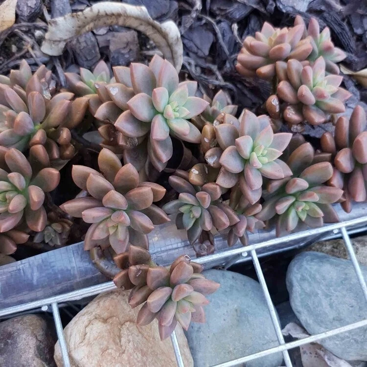 Picture 1 of 3