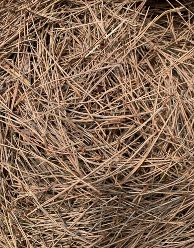 Pine Straw Red Pine Needles 2 Pounds - Picture 3 of 3
