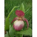 Cypripedium Sabine orchidée de jardin rustique pour massif ombragé