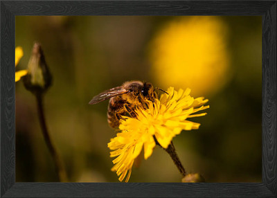 Biene auf Pusteblume 4 gerahmte Wandbilder Poster Leinwanddruck Bild