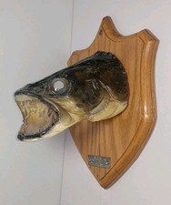 Vintage June 21, 1963 ~ 8ft 29inch WALLEY Head Mount On Solid Wood Wall Plaque