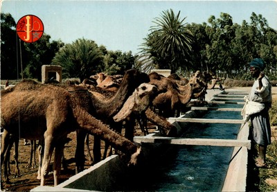 TAROUDANT, AROC, ICOLOR, EL BAHIA, Casablan Postcard