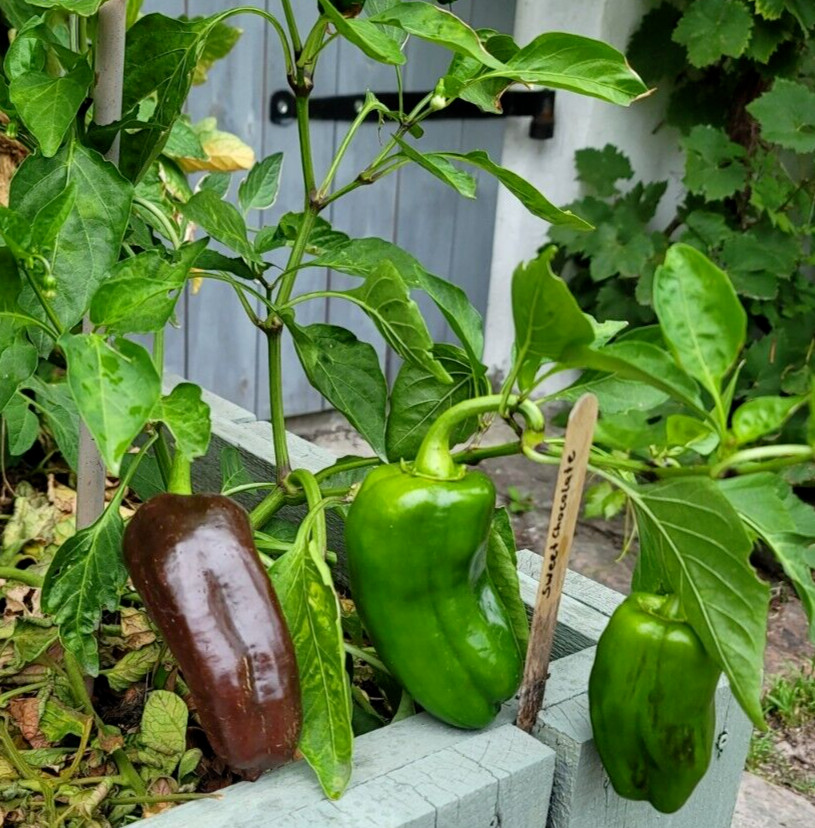 Paprika Sweet Chocolate süße Blockpaprika Gemüsepaprika samenfest 15 Samen