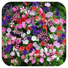Petunia Frenzy Mixed Mini Plug Plants x 24 For Potting On 