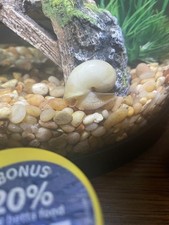 2 Ivory Mystery Snails Live Freshwater Aquarium Snails
