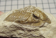 Devonian trilobite fossil Huntonia Huntoniatonia from Oklahoma #42