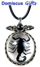 New! Real INSECT Black SCORPION NECKLACE Oval Silver Jewelry PENDANT Free Ship