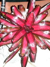 Neoregelia MARGARET Bromeliad one tropical plant BIG 