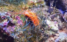 Spaghetti Worms - Detritus Cleanup Crew Pack of 30