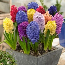4 - HYACINTH Flower Bulb Mixture - A Vibrant Array Of Bold Colors