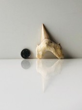 The Best Otodus Obliquus Fossilised Shark Tooth Sized 72mm