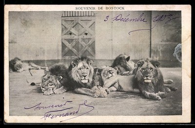 Bostock, Lion Pack Resting, Postcard 1913 