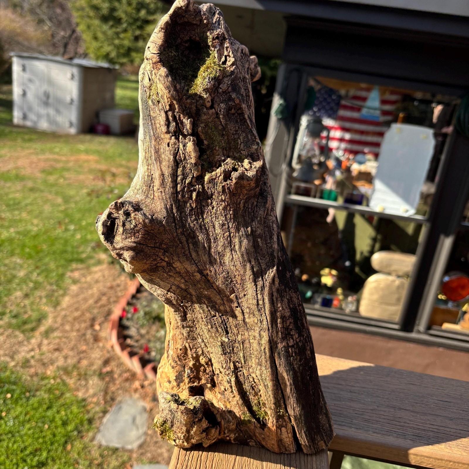 Hardwood Driftwood Tree 16x6x9 – Mossy Natural Branch Sculpture for Home Decor