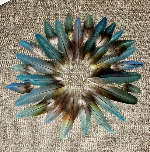 30 Naturally Molted Light Blue Macaw Feathers 2.5” - 6.25”