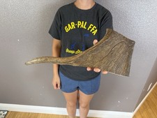 1 Huge JUMBO Whole MOOSE ANTLER Dog Chew SALE SELECT MASSIVE COLOSSAL BIG 18  