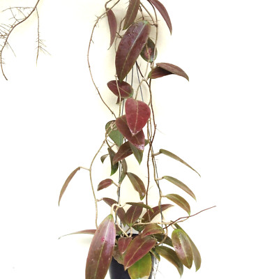 Hoya parasitica  spoon shape red leave 12-25 inches  well rooted.