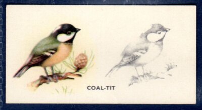 COAL TIT - #15 - Phillips Bird Painting - Vintage Zigarettenkarte