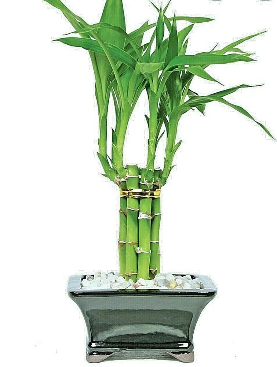 lavender vera plant Vera English Lavender Seeds