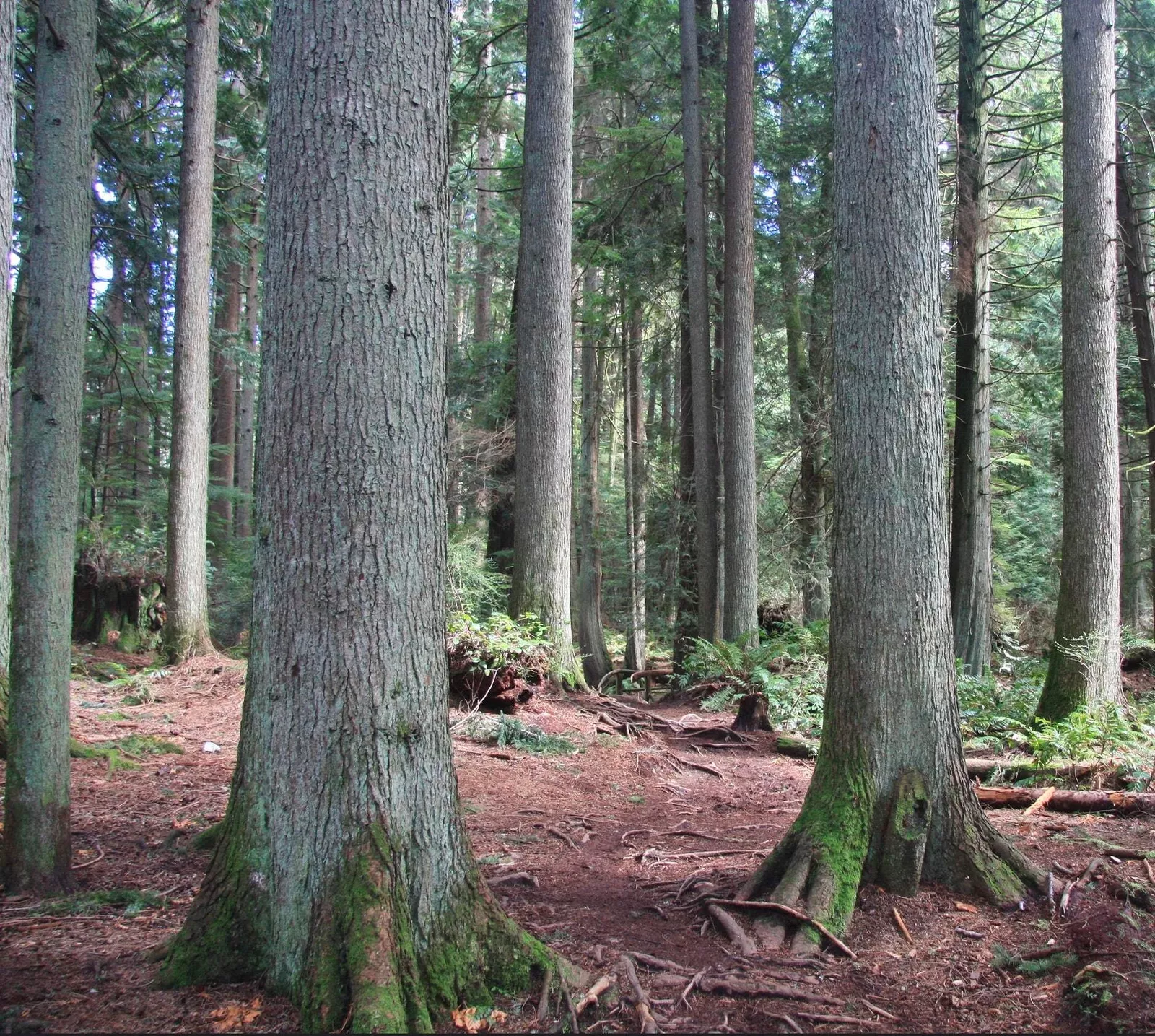 Western Hemlock (Tsuga heterophylla) 11 Tsuga heterophylla - Western Hemlock Fir