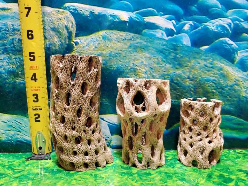 3 pcs strong TEDDY BEAR CHOLLA Wood | Air Plant | Aquarium Terrarium Cave Tunnel - Image 4 of 4