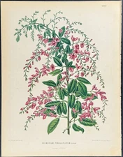 Witte - Flower (Desmodium penduliflorum). 77 - 1868 Chromolithograph