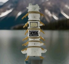Lumbar Vertebral Spine Model Human Lumbar Educational Teaching Tool 8"