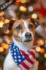 Jack Russell Terrier wearing a Usa flag bandana with a f 4x6 Print